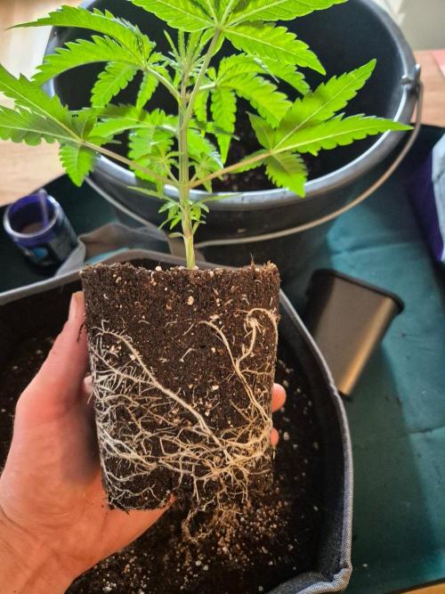 • Frozen BAG F2 •. Week 2