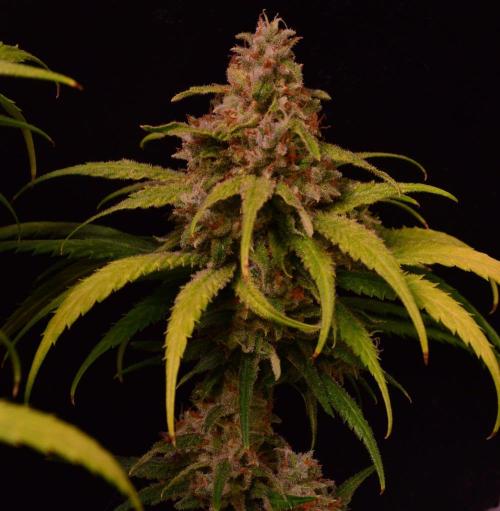 •Strawberry Guava BX•. Week 16