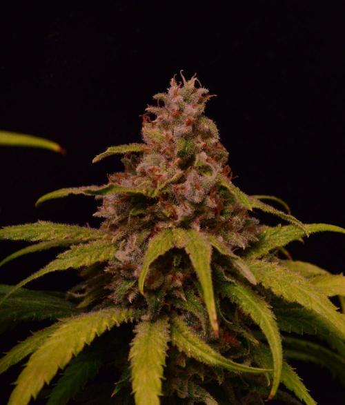 •Strawberry Guava BX•. Week 16
