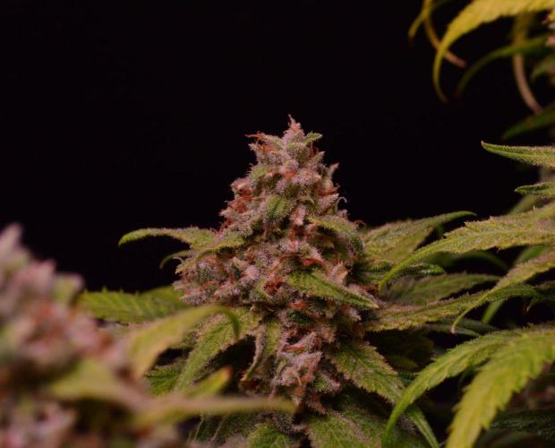 •Strawberry Guava BX•. Week 16