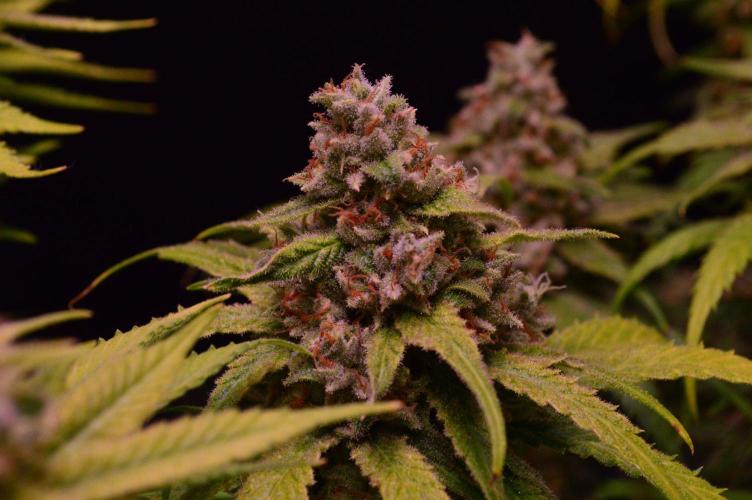 •Strawberry Guava BX•. Week 16