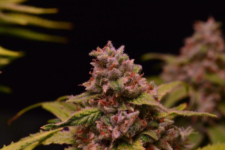 •Strawberry Guava BX•. Week 16