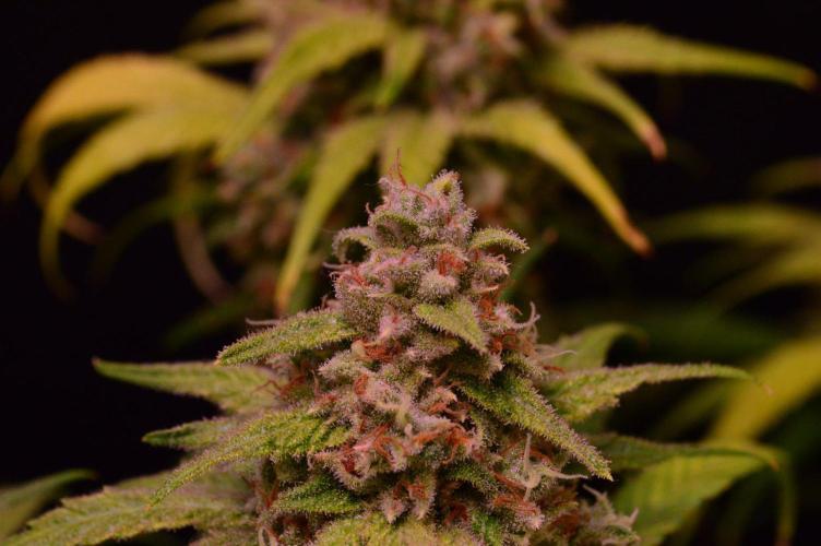 •Strawberry Guava BX•. Week 16