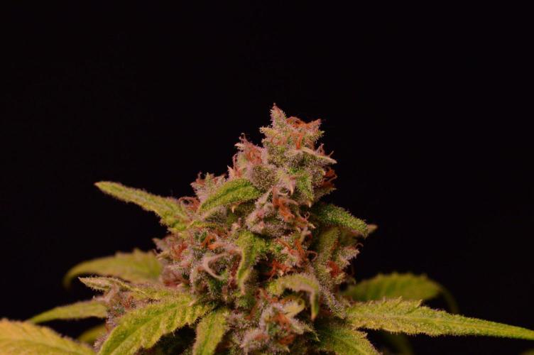 •Strawberry Guava BX•. Week 16