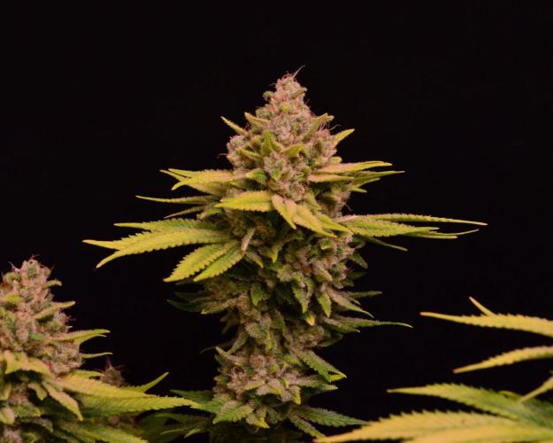 • Fruity Pebbles •. Week 16