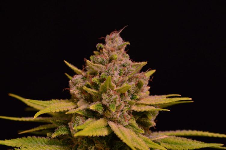 • Fruity Pebbles •. Week 16