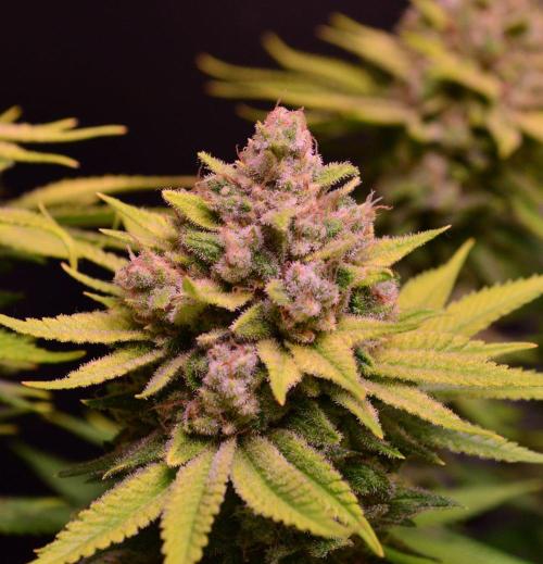 • Fruity Pebbles •. Week 16
