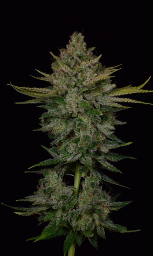 • Fruity Pebbles •. Week 16