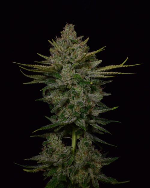 • Fruity Pebbles •. Week 16