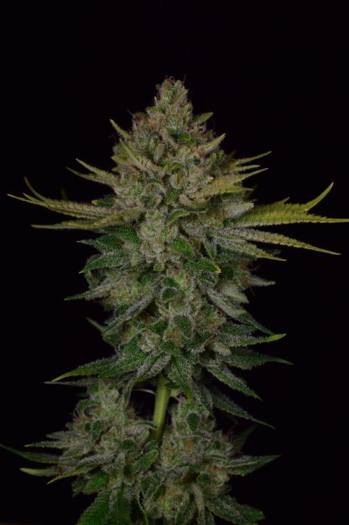 • Fruity Pebbles •. Week 16
