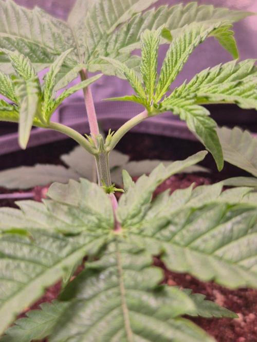 • Frozen BAG F2 •. Week 3