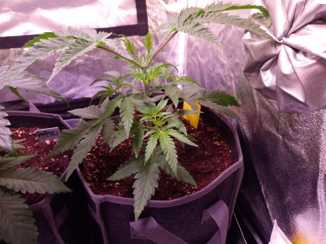 • Frozen BAG F2 •. Week 3