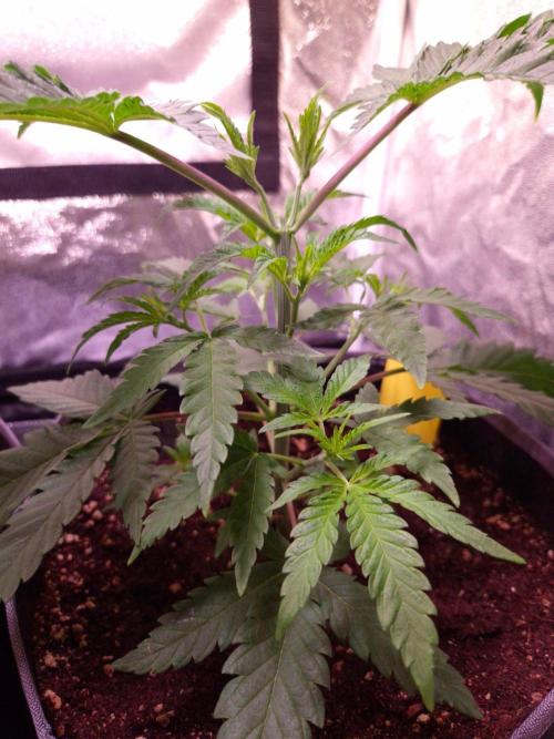 • Frozen BAG F2 •. Week 3