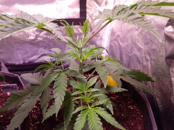 • Frozen BAG F2 •. Week 3
