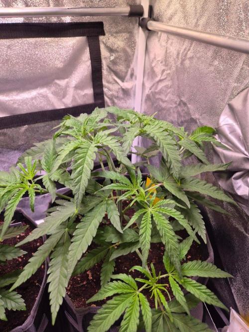 • Frozen BAG F2 •. Week 4