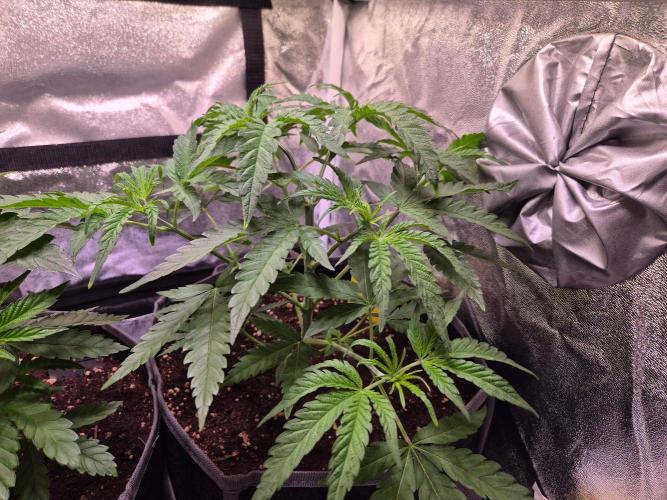 • Frozen BAG F2 •. Week 4