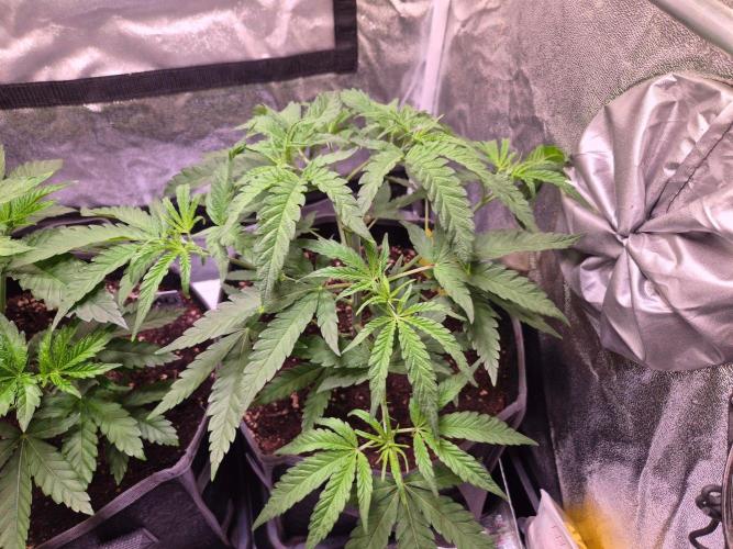 • Frozen BAG F2 •. Week 4