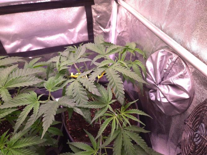 • Frozen BAG F2 •. Week 4 - D28