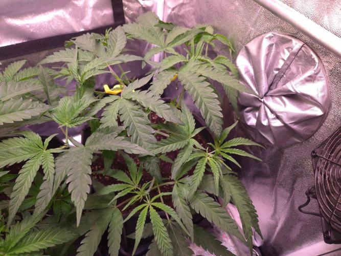 • Frozen BAG F2 •. Week 4 - D28