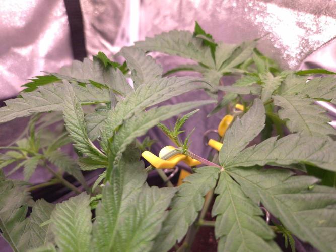 • Frozen BAG F2 •. Week 4