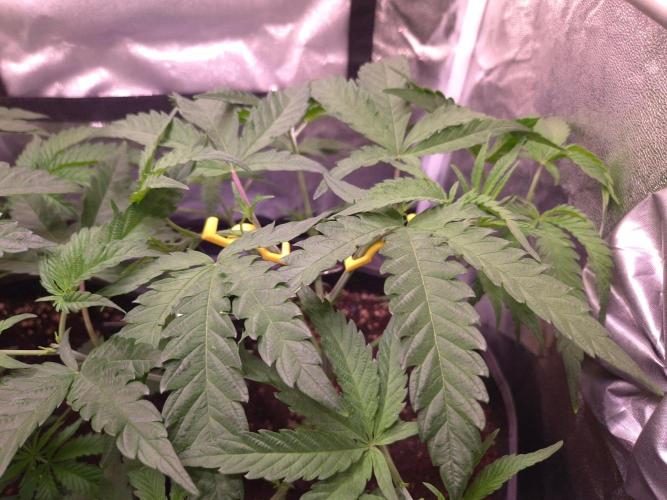 • Frozen BAG F2 •. Week 4