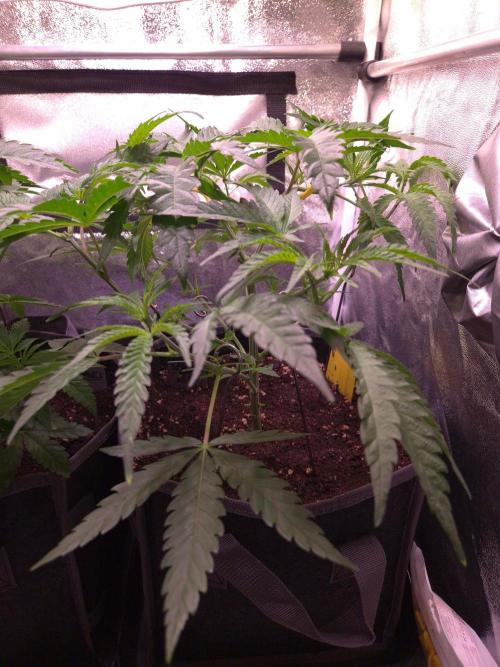 • Frozen BAG F2 •. Week 4