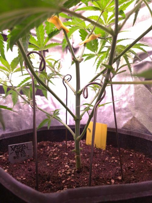 • Frozen BAG F2 •. Week 4