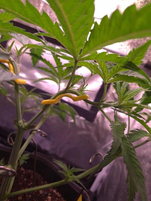 • Frozen BAG F2 •. Week 4