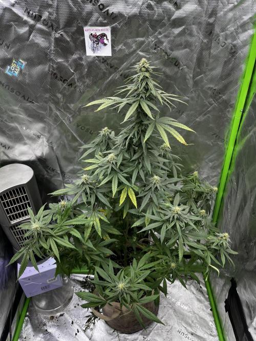 spliff35