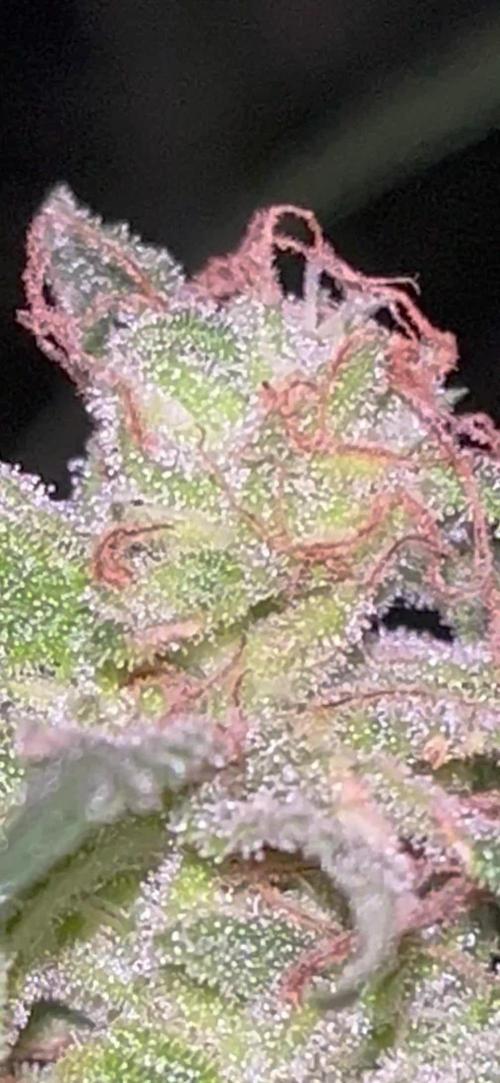 Fumegenetixseedsuk