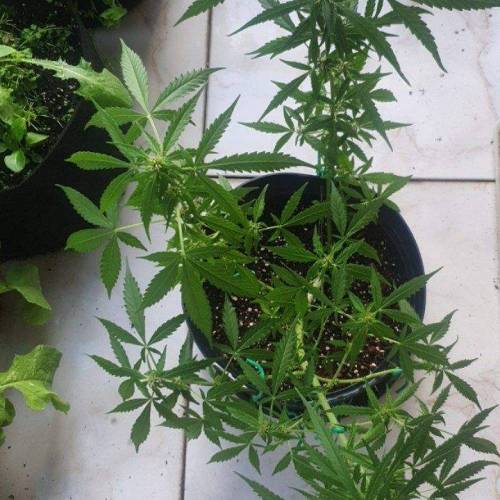 Auto Mazar. Week 9