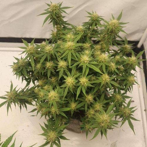 Royal AK Automatic. Week 8