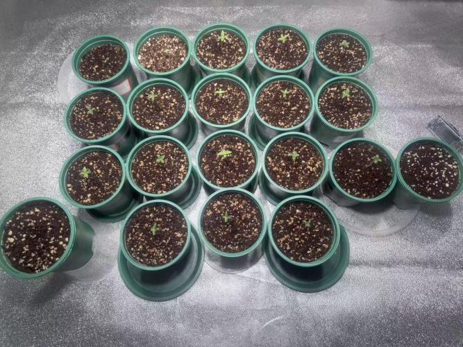 Power Flower. Week 1
