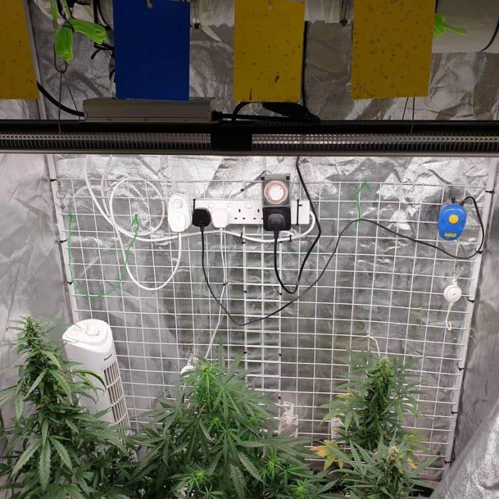 Dutch Passion under SP 250. Week 6