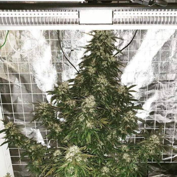 Dutch Passion under SP 250. Week 10