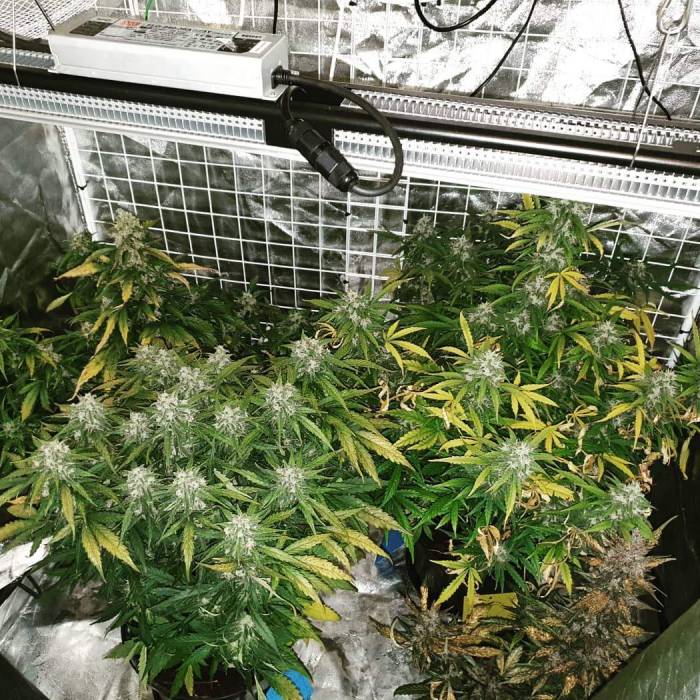 Dutch Passion under SP 250. Week 12