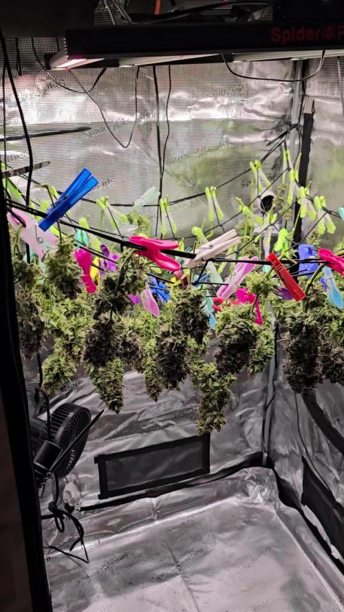 Strawberry Gorilla Auto - first indoor