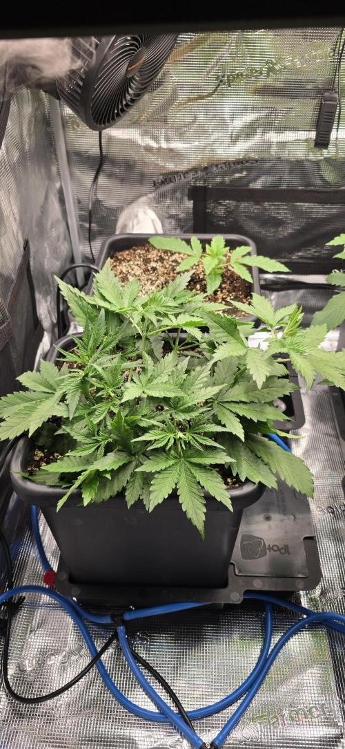 Lemon Cherry Cookies - Second Indoor. Week 2