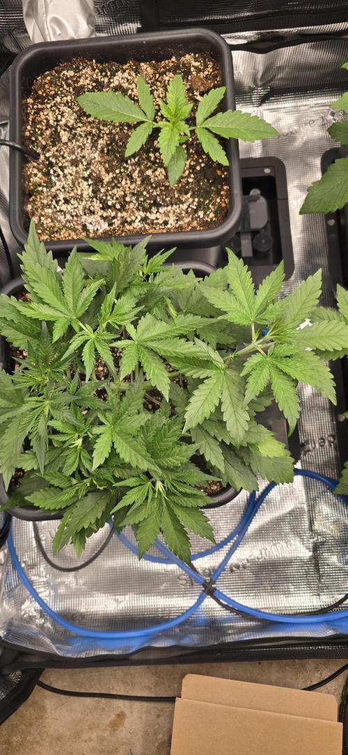 Lemon Cherry Cookies - Second Indoor. Week 2