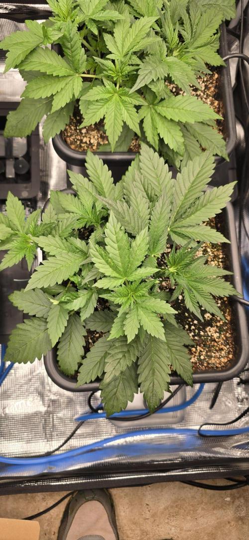 Lemon Cherry Cookies - Second Indoor. Week 2