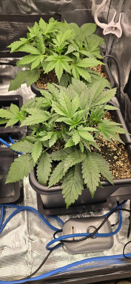 Lemon Cherry Cookies - Second Indoor. Week 2