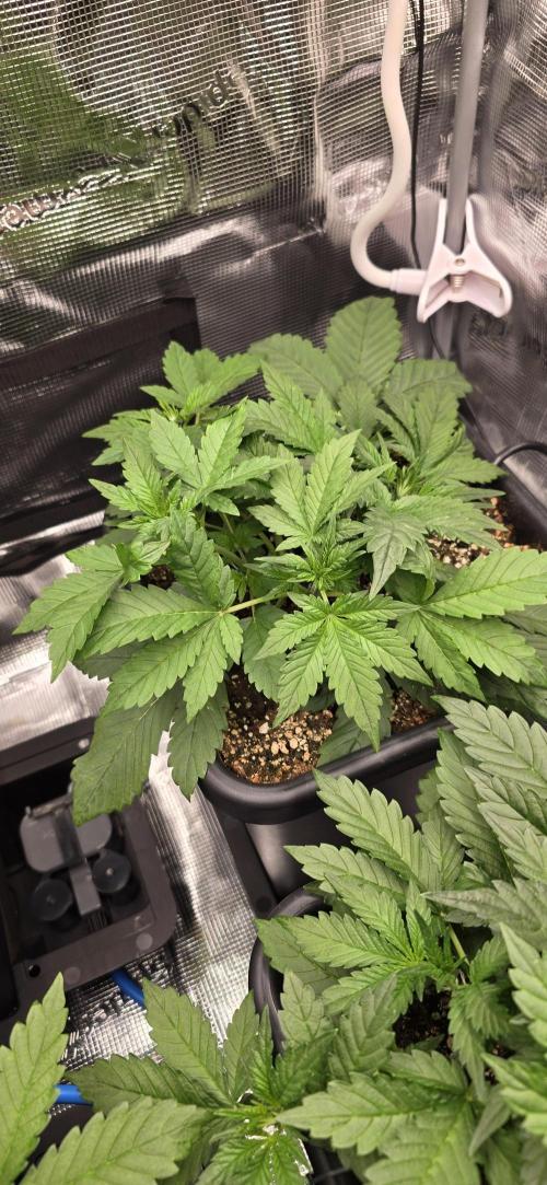 Lemon Cherry Cookies - Second Indoor. Week 2