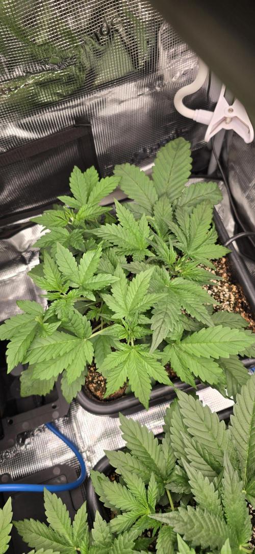 Lemon Cherry Cookies - Second Indoor. Week 2