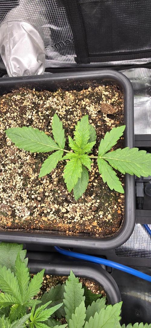 Lemon Cherry Cookies - Second Indoor. Week 2