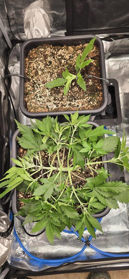 Lemon Cherry Cookies - Second Indoor. Week 2