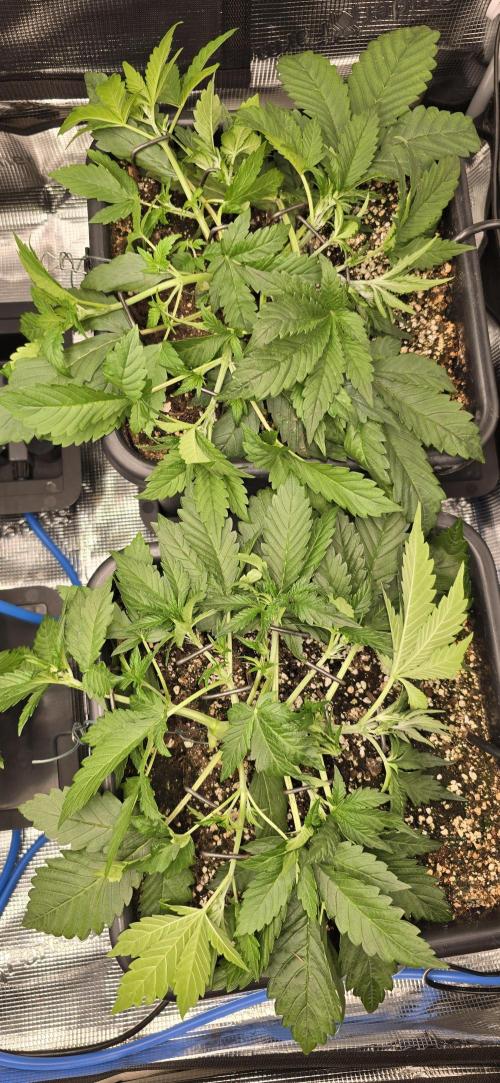 Lemon Cherry Cookies - Second Indoor. Week 2