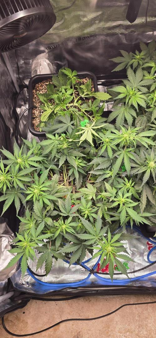 Lemon Cherry Cookies - Second Indoor. Week 3