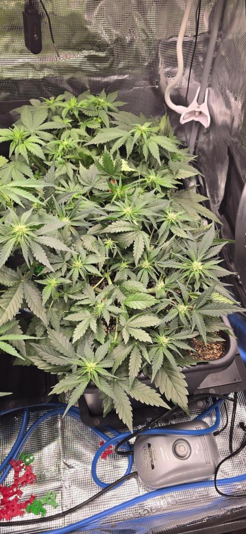 Lemon Cherry Cookies - Second Indoor. Week 3