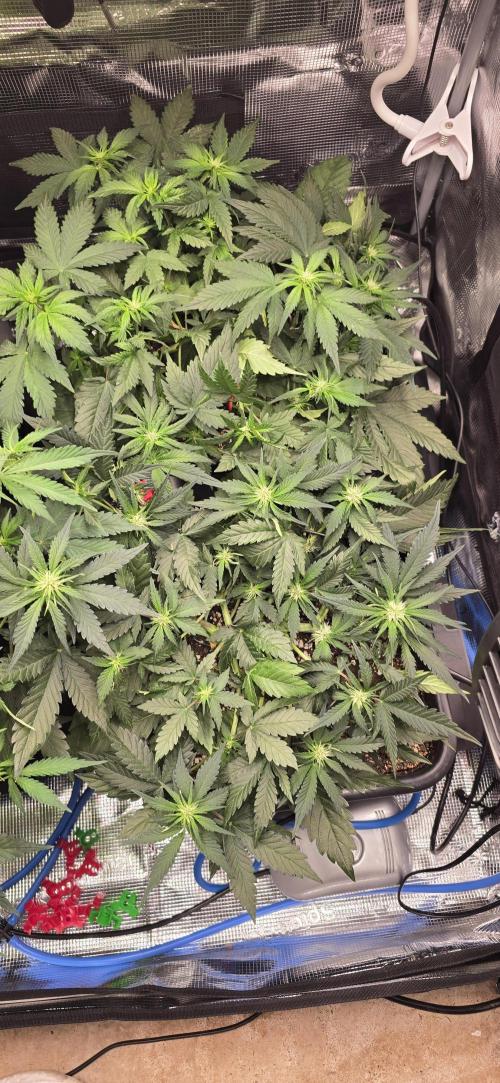 Lemon Cherry Cookies - Second Indoor. Week 3