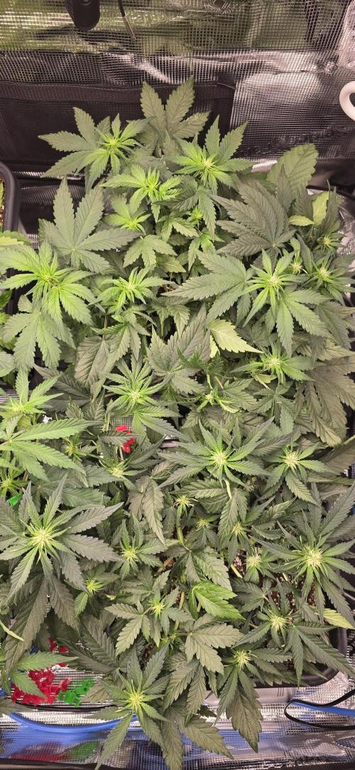 Lemon Cherry Cookies - Second Indoor. Week 3